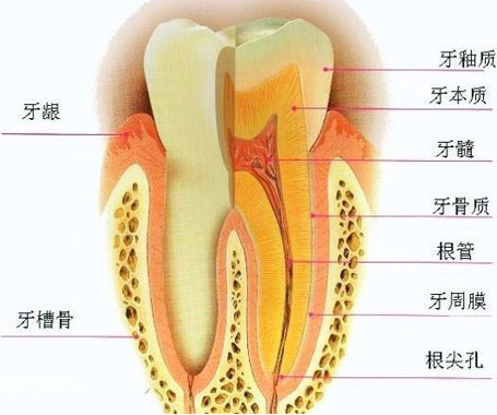 牙齒結構介紹